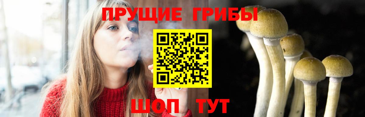 Сертолово  Псилоцибиновые грибы Magic Shrooms  закладка  Вход с VPN 